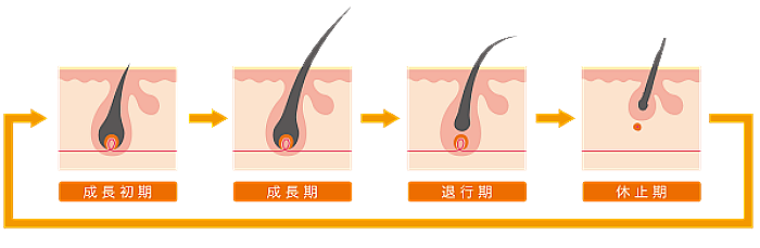 ヘアサイクル（毛周期）